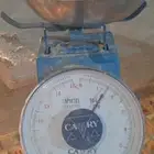 دجاج لاحم