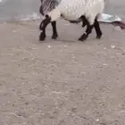 فحل نعيم صنف