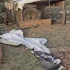 للبيع شبك غنم او دجاج او مواشي