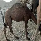 للبيع بكرتين وقعود مفاريد
