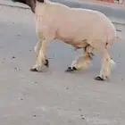 فحول نعيم صنف