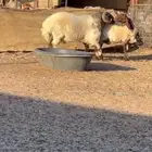 فحل نعيم فاخر