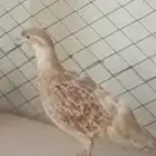 مطلوب حجل تيتر ذكر