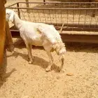 نعجه