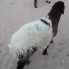 هرفي 4شهور