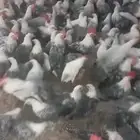 دجاج فيومي