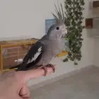 كروان اليف هدد(تم البيع)