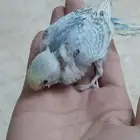 فروخ بادجي هولندي ( تم البيع)