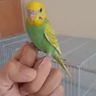 طير بادجي اليف جدآ ( تم البيع )