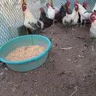 ذبح جميع الطيور