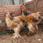 ديك ودجاجه برهما الماني بوف العمر من اربعه الى خمسه اشهر
