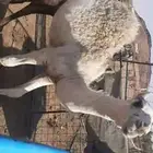 حاشي قعود طيب وسمين للبيع