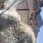 قعود حاشي طيب سمين
