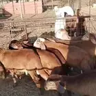 سواكن تيلاد