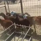 سواكن تيلاد