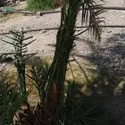 صنيه روثانه طيبه