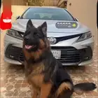 كلب جيرمن شبرد