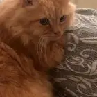 للتبني قطوه شيرازي