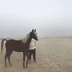 مهر أشقر مذهب واهو للييع