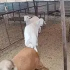 طلي سواكني تيلاد عمر4شهوروجرمه متعدي عمره الصحة شرط