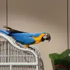 مكاو قولدن بلو انثى