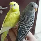 زوج بادجي هولندي اليف( تم البيع)