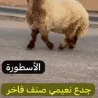 جدع نعيم صنف