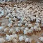 دجاج لاحم