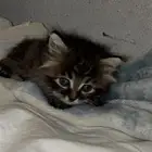 قط شيرازي تايقر لونق هير