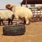 فحول نعيم طيبه