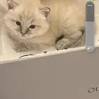 قطه شيرازي شهر واسبوع