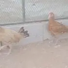 دجاج بلدي