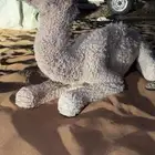 حوار ضيار كفوو