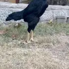 شامو الماني هزاز