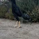 شامو الماني حامل هزاز