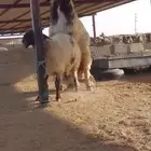 فحل نعيم صنف