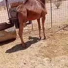للبيع قعود مفرود مقفل شحم ولحم ماشاءالله تبارك الله ع اسوم