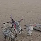 دجاج رومي للبيع