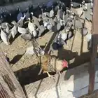 دجاج حبشي او حجل