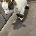 ماعز قزم جفره وتيس عمر 15 يوم الموقع حي شفاء التلال