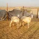 انعاش حريات