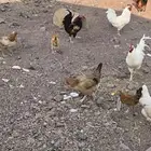 ديكه للبيع