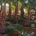 يوحد لدينا نخيل وشنطنيا ونخل عربي بارخص الاسعار