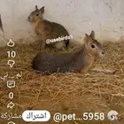 ارنب المارا الأرجنتيني