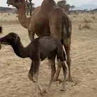 خلفه حمرا للييع