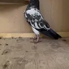 حمام باكستاني