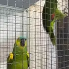 للبيع جوز بلوفرند