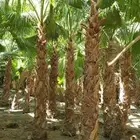 نخل واشنطن ونخل عربي