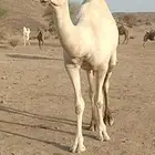 بكره وضحاء