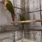 للبيع كنيور أنثى 2